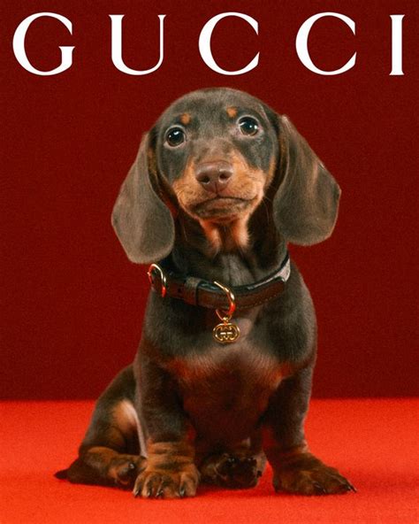 gucci dogs|Gucci pet slang.